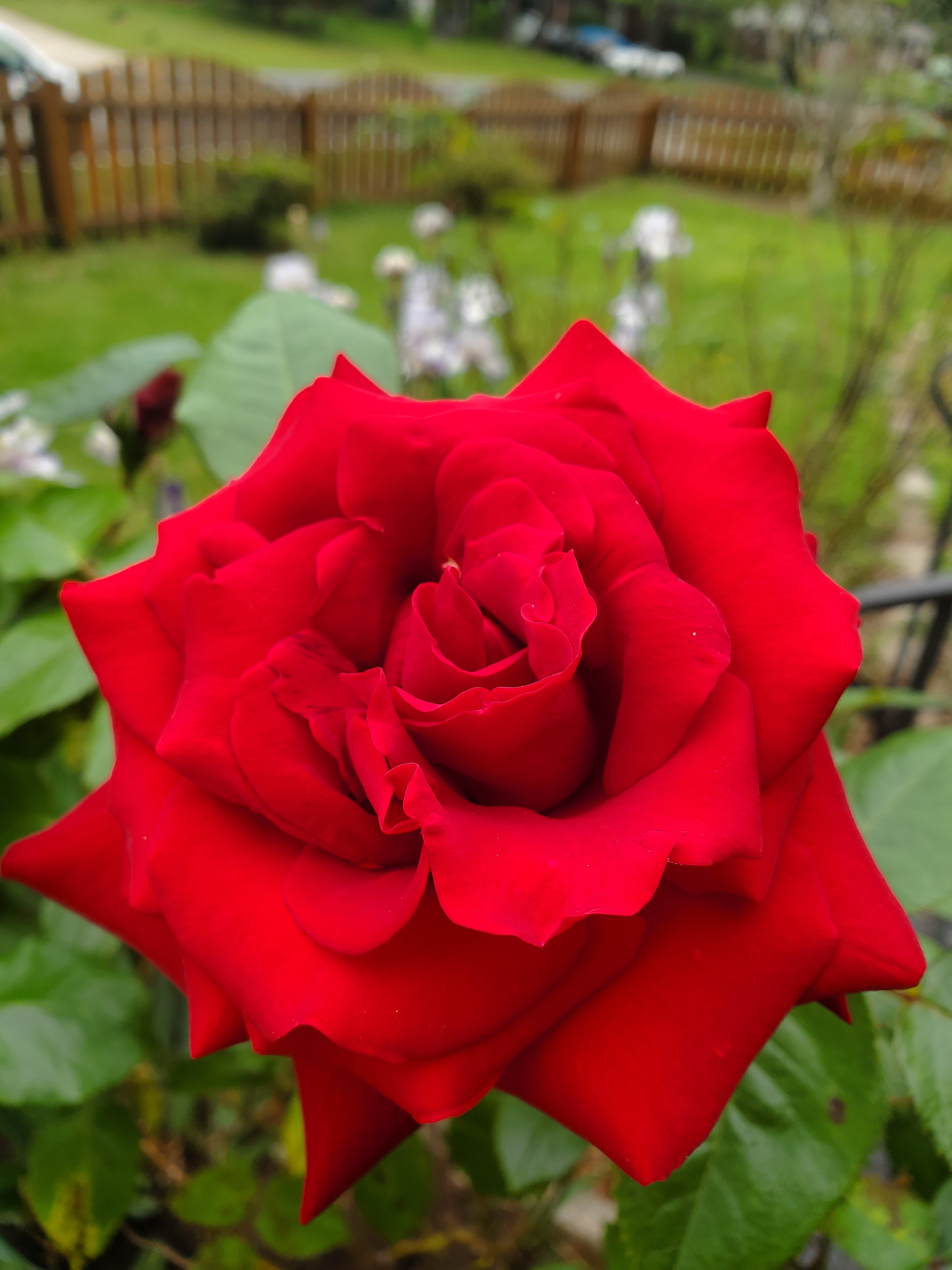  Flower + Red + Key Feature